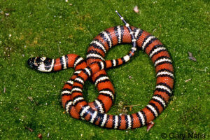 California scarlet king snake