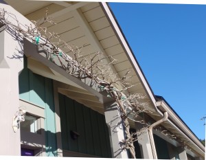 Pruned Wisteria