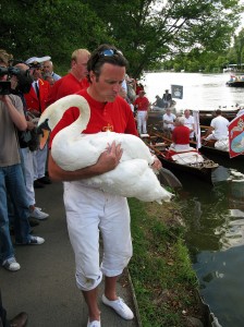 Swan Upping day
