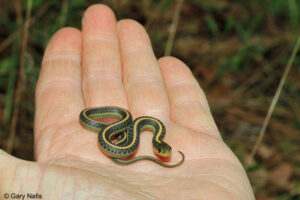 baby garter snake