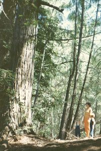 Big Basin Redwoods