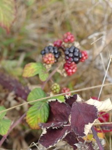 Blackberry cane