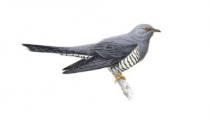 cuckoo image