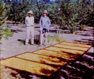 apricots drying on trays