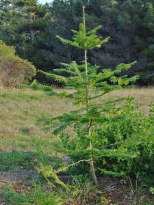 Young fir tree