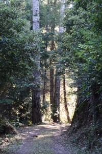 Forest Scene