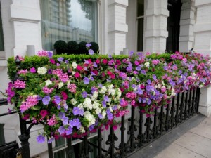 London window box