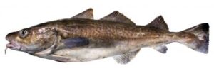 Pacific Cod