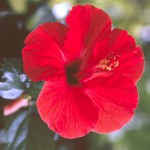 Hibiscus flower