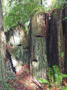 Redwood stump