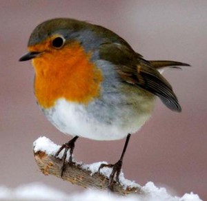 robin in winter