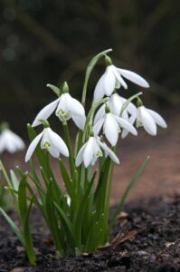 snow drops