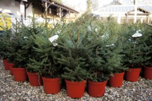 Christmas trees in pots