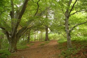 woodland image